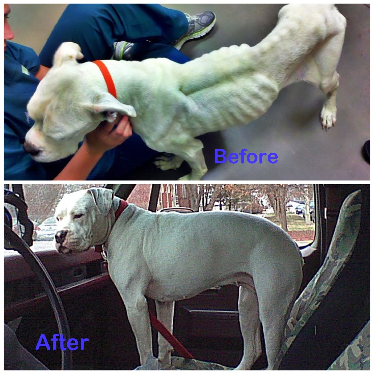 Rescued Dogs Before and After